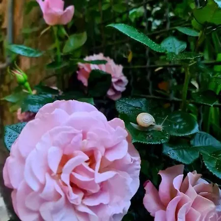 Apartman Il Sogno Del Capitano