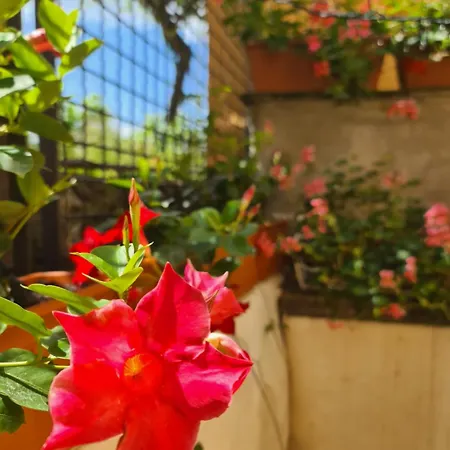 Il Sogno Del Capitano Pieve Ligure