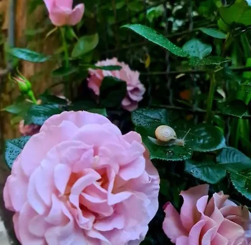 Appartement Il Sogno Del Capitano